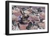 An Adult Brown Skua (Stercorarius Spp) Stealing a Penguin Egg at Brown Bluff, Antarctica-Michael Nolan-Framed Photographic Print