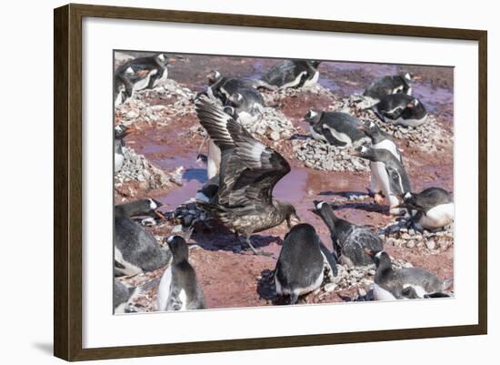 An Adult Brown Skua (Stercorarius Spp) Stealing a Penguin Egg at Brown Bluff, Antarctica-Michael Nolan-Framed Photographic Print