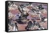 An Adult Brown Skua (Stercorarius Spp) Stealing a Penguin Egg at Brown Bluff, Antarctica-Michael Nolan-Framed Stretched Canvas