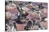 An Adult Brown Skua (Stercorarius Spp) Stealing a Penguin Egg at Brown Bluff, Antarctica-Michael Nolan-Stretched Canvas