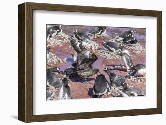 An Adult Brown Skua (Stercorarius Spp) Stealing a Penguin Egg at Brown Bluff, Antarctica-Michael Nolan-Framed Photographic Print