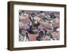 An Adult Brown Skua (Stercorarius Spp) Stealing a Penguin Egg at Brown Bluff, Antarctica-Michael Nolan-Framed Photographic Print