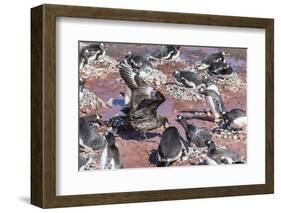 An Adult Brown Skua (Stercorarius Spp) Stealing a Penguin Egg at Brown Bluff, Antarctica-Michael Nolan-Framed Photographic Print