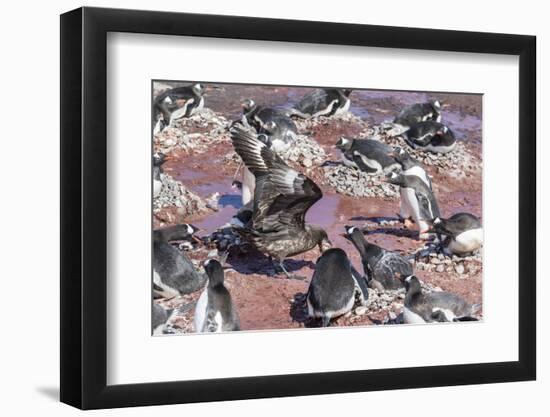 An Adult Brown Skua (Stercorarius Spp) Stealing a Penguin Egg at Brown Bluff, Antarctica-Michael Nolan-Framed Photographic Print