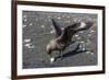 An Adult Brown Skua (Stercorarius Spp), with a Stolen Penguin Egg at Barrientos Island, Antarctica-Michael Nolan-Framed Photographic Print