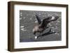 An Adult Brown Skua (Stercorarius Spp), with a Stolen Penguin Egg at Barrientos Island, Antarctica-Michael Nolan-Framed Photographic Print