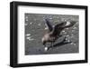 An Adult Brown Skua (Stercorarius Spp), with a Stolen Penguin Egg at Barrientos Island, Antarctica-Michael Nolan-Framed Photographic Print