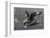 An Adult Brown Skua (Stercorarius Spp), with a Stolen Penguin Egg at Barrientos Island, Antarctica-Michael Nolan-Framed Photographic Print