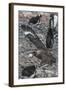 An Adult Brown Skua (Stercorarius Spp)-Michael Nolan-Framed Photographic Print