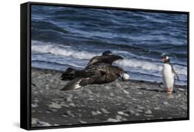An Adult Brown Skua (Stercorarius Spp)-Michael Nolan-Framed Stretched Canvas