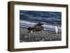 An Adult Brown Skua (Stercorarius Spp)-Michael Nolan-Framed Photographic Print