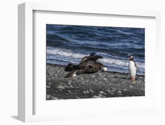 An Adult Brown Skua (Stercorarius Spp)-Michael Nolan-Framed Photographic Print