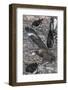 An Adult Brown Skua (Stercorarius Spp)-Michael Nolan-Framed Photographic Print