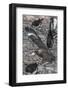 An Adult Brown Skua (Stercorarius Spp)-Michael Nolan-Framed Photographic Print