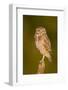 An Adult Burrowing Owl at Wildhorse Golf Course in Davis, California-Neil Losin-Framed Photographic Print