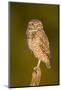 An Adult Burrowing Owl at Wildhorse Golf Course in Davis, California-Neil Losin-Mounted Photographic Print