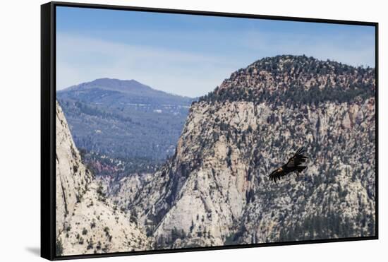 An adult California condor in flight on Angel's Landing Trail in Zion National Park, Utah, United S-Michael Nolan-Framed Stretched Canvas