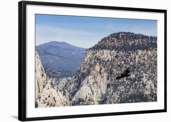 An adult California condor in flight on Angel's Landing Trail in Zion National Park, Utah, United S-Michael Nolan-Framed Photographic Print