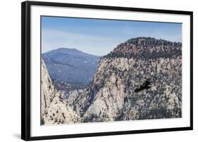 An adult California condor in flight on Angel's Landing Trail in Zion National Park, Utah, United S-Michael Nolan-Framed Photographic Print