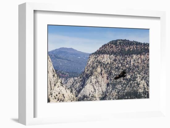 An adult California condor in flight on Angel's Landing Trail in Zion National Park, Utah, United S-Michael Nolan-Framed Photographic Print