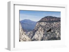 An adult California condor in flight on Angel's Landing Trail in Zion National Park, Utah, United S-Michael Nolan-Framed Photographic Print