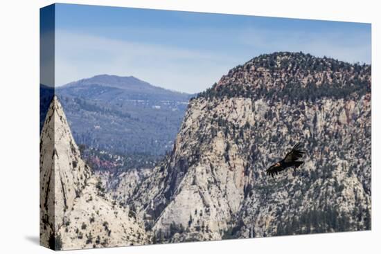 An adult California condor in flight on Angel's Landing Trail in Zion National Park, Utah, United S-Michael Nolan-Stretched Canvas