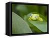 An adult common polkadot treefrog (Hyla punctata), on the Pacaya River, Amazon Basin, Loreto, Peru-Michael Nolan-Framed Stretched Canvas