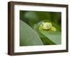 An adult common polkadot treefrog (Hyla punctata), on the Pacaya River, Amazon Basin, Loreto, Peru-Michael Nolan-Framed Photographic Print