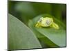 An adult common polkadot treefrog (Hyla punctata), on the Pacaya River, Amazon Basin, Loreto, Peru-Michael Nolan-Mounted Photographic Print