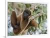 An adult common woolly monkey (Lagothrix lagothricha), in the trees along the Yarapa River, Peru-Michael Nolan-Framed Photographic Print