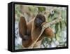 An adult common woolly monkey (Lagothrix lagothricha), in the trees along the Yarapa River, Peru-Michael Nolan-Framed Stretched Canvas