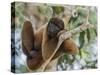An adult common woolly monkey (Lagothrix lagothricha), in the trees along the Yarapa River, Peru-Michael Nolan-Stretched Canvas