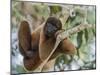 An adult common woolly monkey (Lagothrix lagothricha), in the trees along the Yarapa River, Peru-Michael Nolan-Mounted Photographic Print