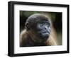 An adult common woolly monkey (Lagothrix lagothricha), in the trees along the Yarapa River, Peru-Michael Nolan-Framed Photographic Print