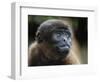 An adult common woolly monkey (Lagothrix lagothricha), in the trees along the Yarapa River, Peru-Michael Nolan-Framed Photographic Print