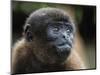 An adult common woolly monkey (Lagothrix lagothricha), in the trees along the Yarapa River, Peru-Michael Nolan-Mounted Photographic Print