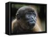 An adult common woolly monkey (Lagothrix lagothricha), in the trees along the Yarapa River, Peru-Michael Nolan-Framed Stretched Canvas