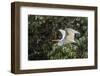 An Adult Eastern Great Egret (Ardea Alba) in Flight on the Daintree River-Michael Nolan-Framed Photographic Print