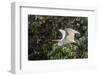 An Adult Eastern Great Egret (Ardea Alba) in Flight on the Daintree River-Michael Nolan-Framed Photographic Print