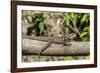 An Adult Eastern Water Dragon (Intellagama Lesueurii Lesueurii)-Michael Nolan-Framed Photographic Print