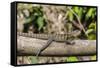 An Adult Eastern Water Dragon (Intellagama Lesueurii Lesueurii)-Michael Nolan-Framed Stretched Canvas