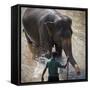 An Adult Elephant (Elephantidae) Washes in the River-Charlie Harding-Framed Stretched Canvas