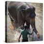 An Adult Elephant (Elephantidae) Washes in the River-Charlie Harding-Stretched Canvas