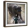 An Adult Elephant (Elephantidae) Washes in the River-Charlie Harding-Framed Photographic Print