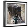 An Adult Elephant (Elephantidae) Washes in the River-Charlie Harding-Framed Photographic Print