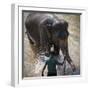 An Adult Elephant (Elephantidae) Washes in the River-Charlie Harding-Framed Photographic Print