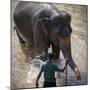 An Adult Elephant (Elephantidae) Washes in the River-Charlie Harding-Mounted Photographic Print