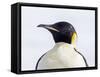 An adult emperor penguin (Aptenodytes forsteri), on the ice near Snow Hill Island, Weddell Sea-Michael Nolan-Framed Stretched Canvas