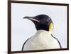 An adult emperor penguin (Aptenodytes forsteri), on the ice near Snow Hill Island, Weddell Sea-Michael Nolan-Framed Photographic Print