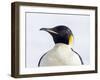 An adult emperor penguin (Aptenodytes forsteri), on the ice near Snow Hill Island, Weddell Sea-Michael Nolan-Framed Photographic Print